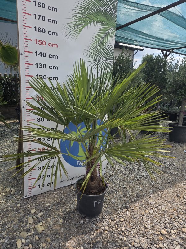 Trachycarpus fortunei - Szorstkowiec Fortunego 120 - 130 cm - obrazek 3
