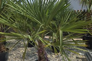 Trachycarpus fortunei - Szorstkowiec Fortunego 120 - 130 cm