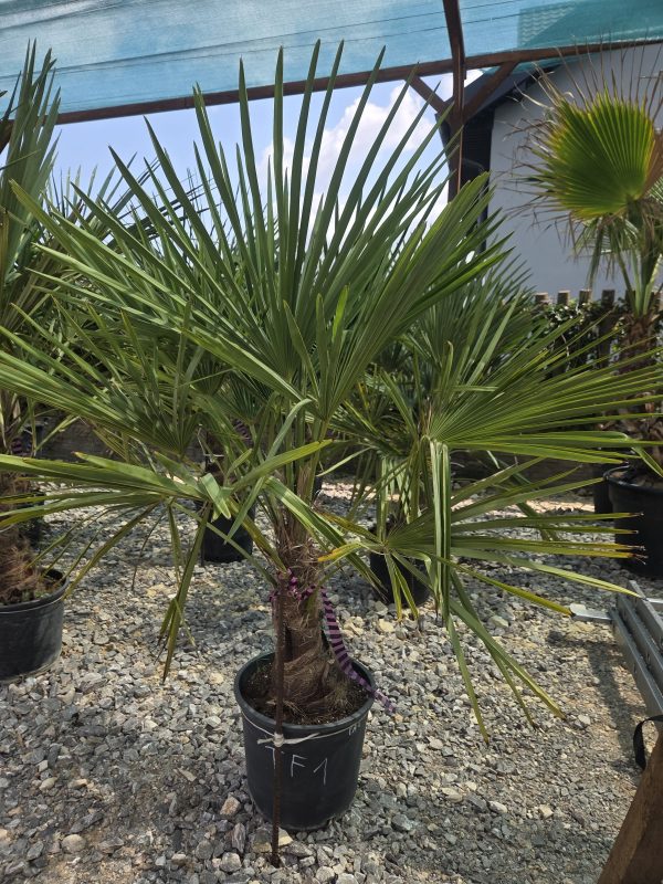 Trachycarpus fortunei - Szorstkowiec Fortunego 120 - 130 cm
