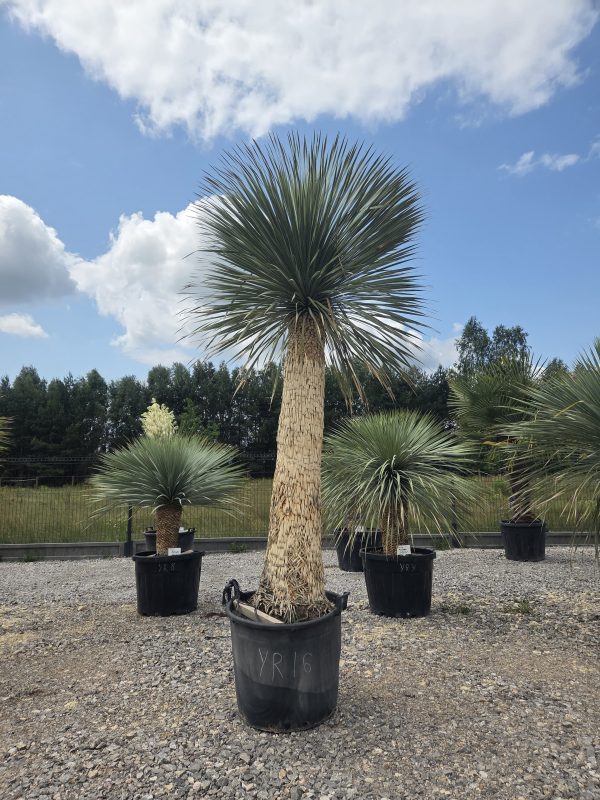Yucca rostrata 290-300 cm - obrazek 3