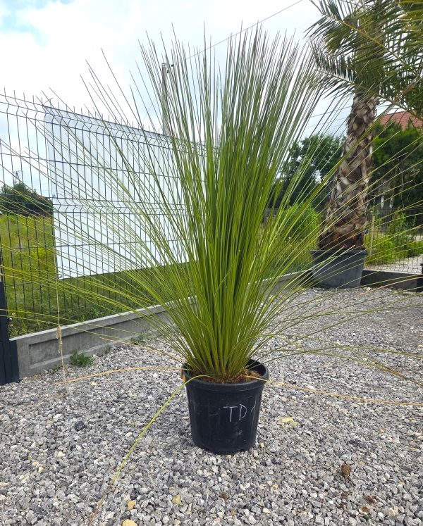 Dasylirion longissimum - Trawa drzewiasta | Wys. ok. 130–140 cm