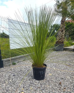 Dasylirion longissimum - Trawa drzewiasta | Wys. ok. 130–140 cm