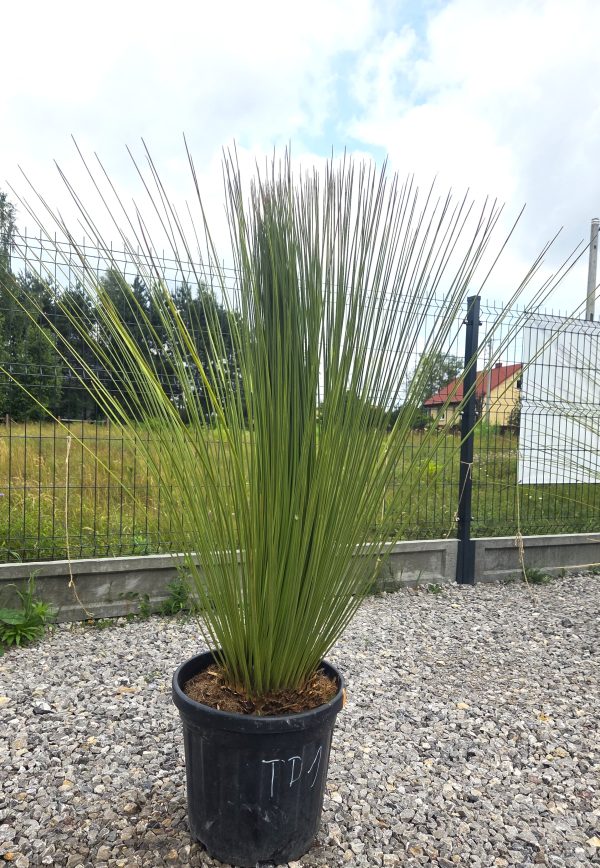 Dasylirion longissimum - Trawa drzewiasta | Wys. ok. 130–140 cm - obrazek 2