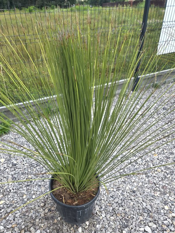 Dasylirion longissimum - Trawa drzewiasta | Wys. ok. 130–140 cm - obrazek 3