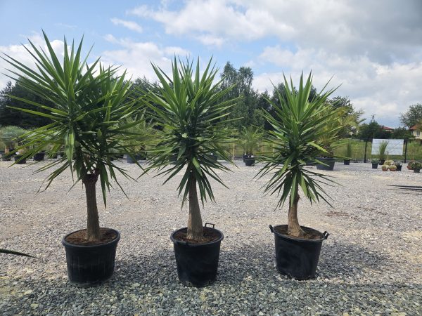 Yucca elephantipes - Juka gwatemalska | Wys. ok. 210–220 cm - obrazek 2
