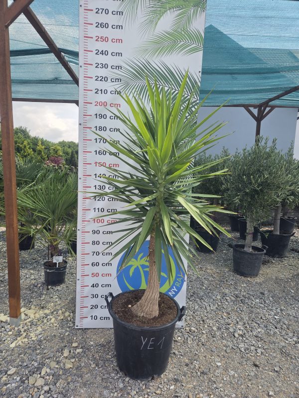 Yucca elephantipes - Juka gwatemalska | Wys. ok. 210–220 cm - obrazek 3