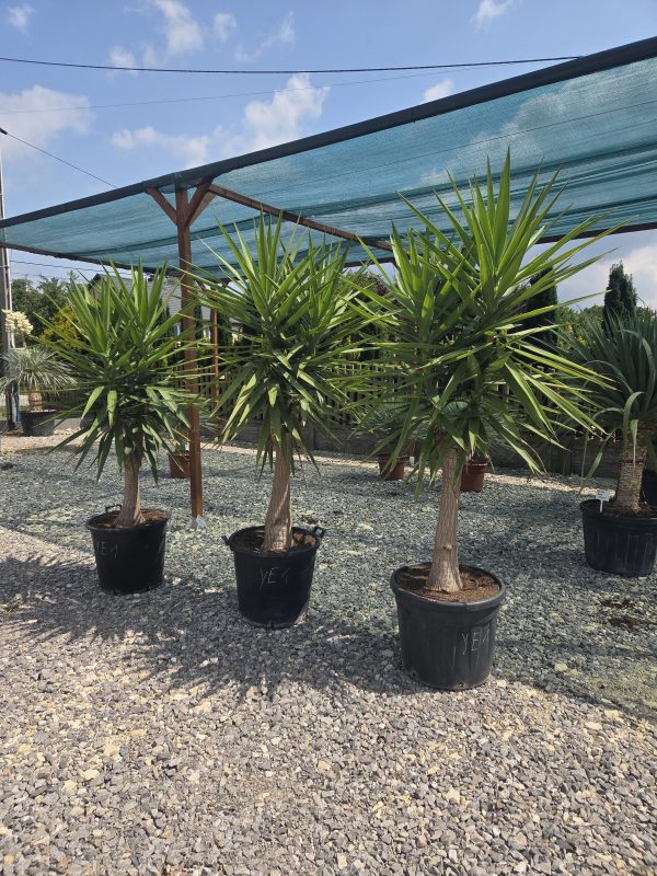 Yucca elephantipes - Juka gwatemalska | Wys. ok. 210–220 cm - obrazek 4