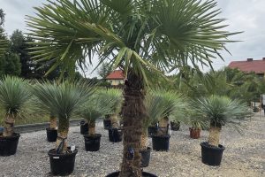 Trachycarpus fortunei - Szorstkowiec Fortunego 270 cm