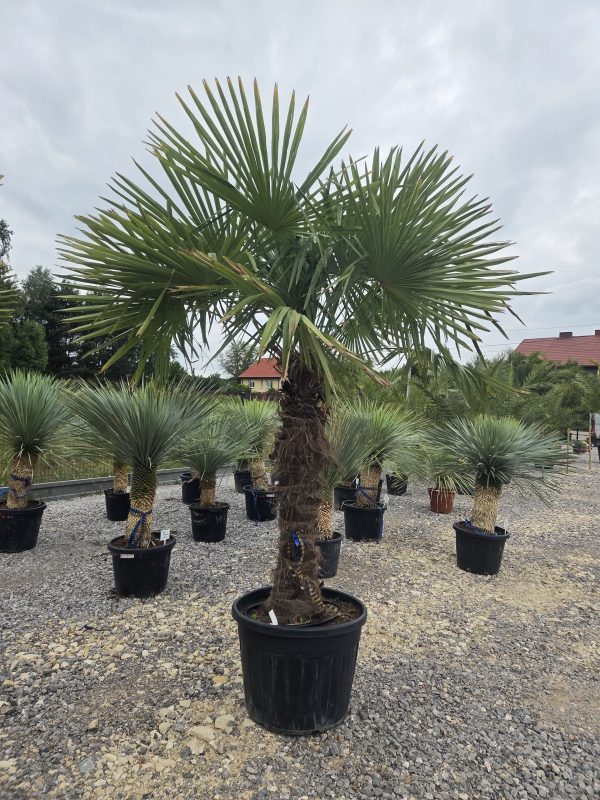 Trachycarpus fortunei - Szorstkowiec Fortunego 270 cm