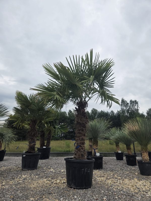 Trachycarpus fortunei - Szorstkowiec Fortunego 270 cm - obrazek 2