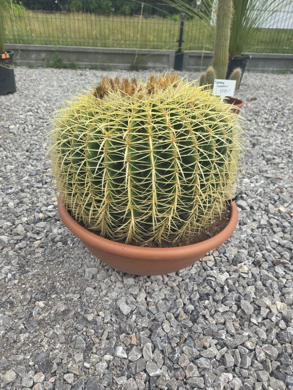 Kaktus Echinocactus Grusonii ok. 45 -50 cm - obrazek 3