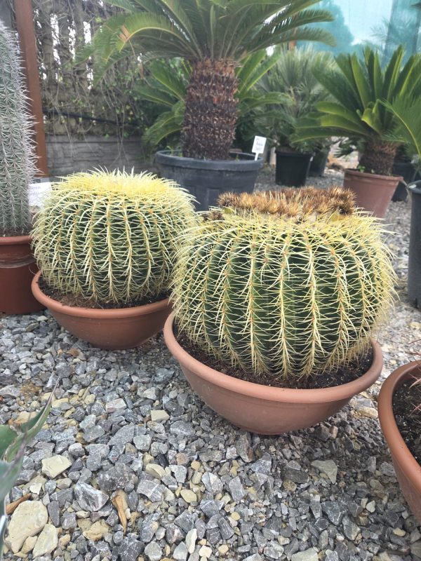 Kaktus Echinocactus Grusonii ok. 45 -50 cm - obrazek 4