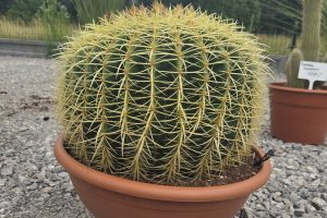 Kaktus Echinocactus Grusonii ok. 45 -50 cm