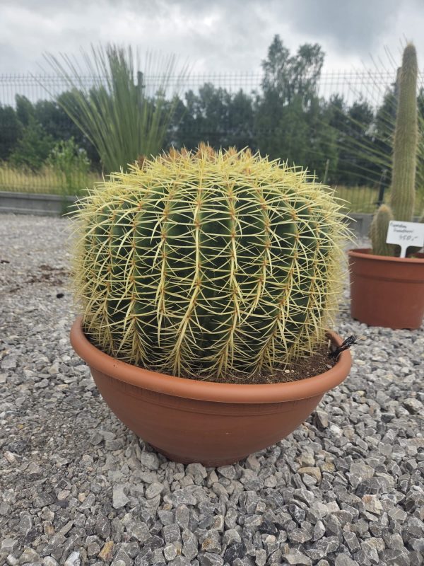 Kaktus Echinocactus Grusonii ok. 45 -50 cm