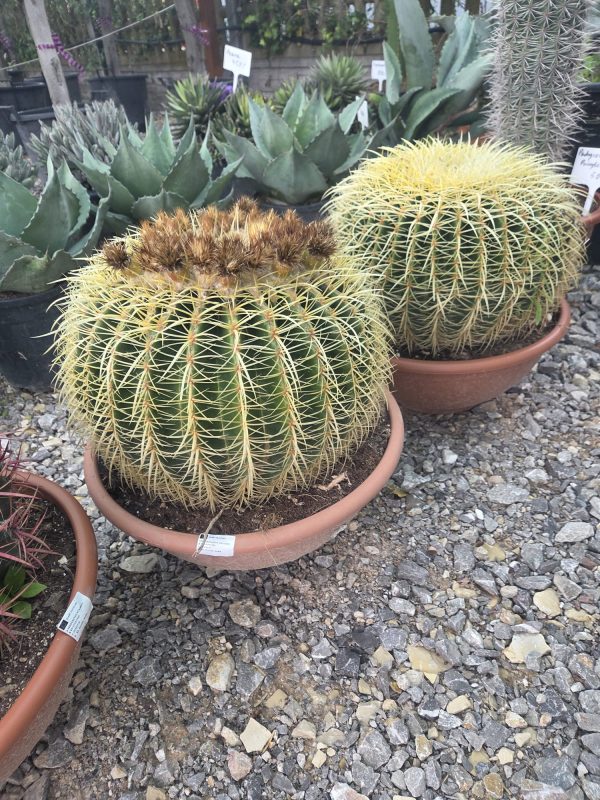Kaktus Echinocactus Grusonii ok. 45 -50 cm - obrazek 2