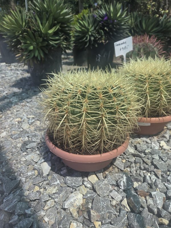 Kaktus Echinocactus Grusonii ok. 20 cm - obrazek 3
