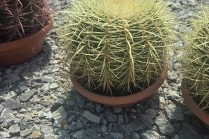Kaktus Echinocactus Grusonii ok. 20 cm
