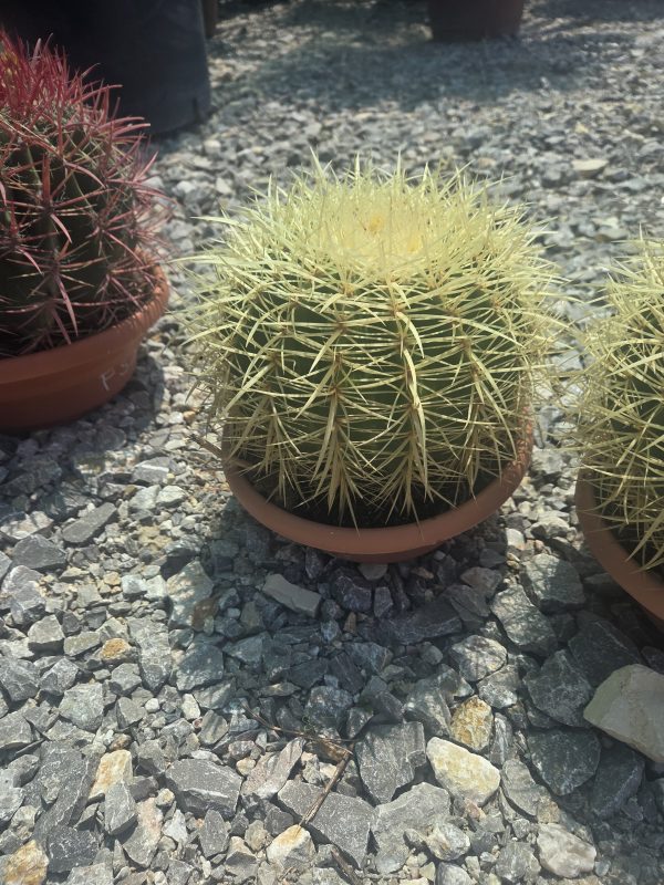 Kaktus Echinocactus Grusonii ok. 20 cm