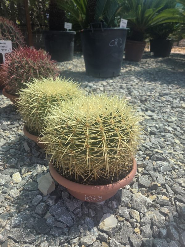 Kaktus Echinocactus Grusonii ok. 20 cm - obrazek 2