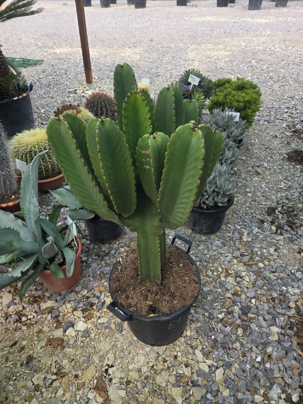 Euphorbia - Wilczomlecz kandelabrowy – | Wys. ok. 110–115 cm - obrazek 2