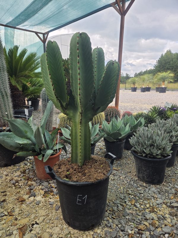 Euphorbia - Wilczomlecz kandelabrowy – | Wys. ok. 110–115 cm