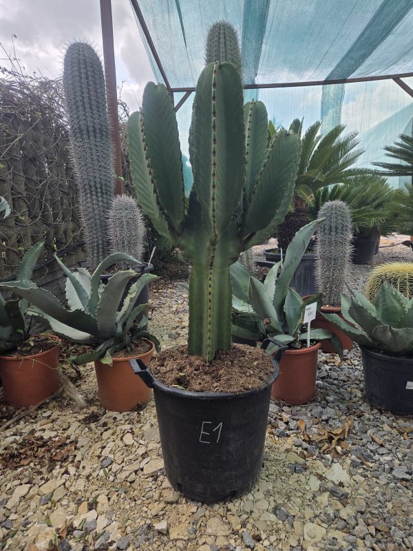 Euphorbia - Wilczomlecz kandelabrowy – | Wys. ok. 110–115 cm - obrazek 3