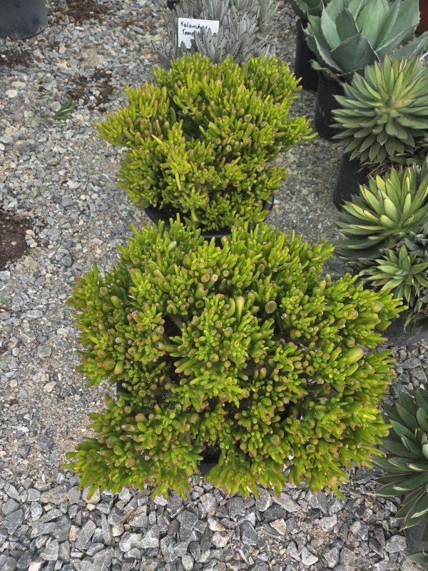 Crassula 'Cristata' - Grubosz grzebieniowy | Wys. ok. 45–50 cm - obrazek 2