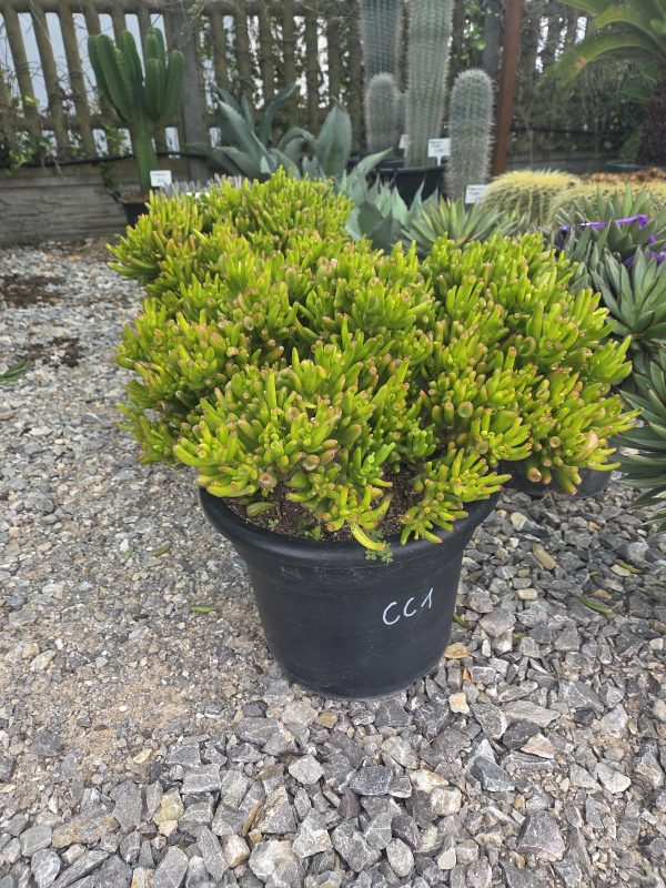 Crassula 'Cristata' - Grubosz grzebieniowy | Wys. ok. 45–50 cm - obrazek 3