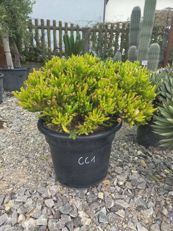Crassula 'Cristata' - Grubosz grzebieniowy | Wys. ok. 45–50 cm