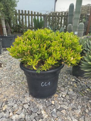 Crassula 'Cristata' - Grubosz grzebieniowy | Wys. ok. 45–50 cm