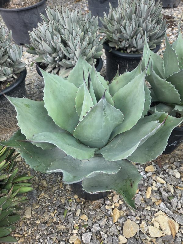 Agave ovatifolia - Agawa owalnolistna | Wys. ok. 50–55 cm