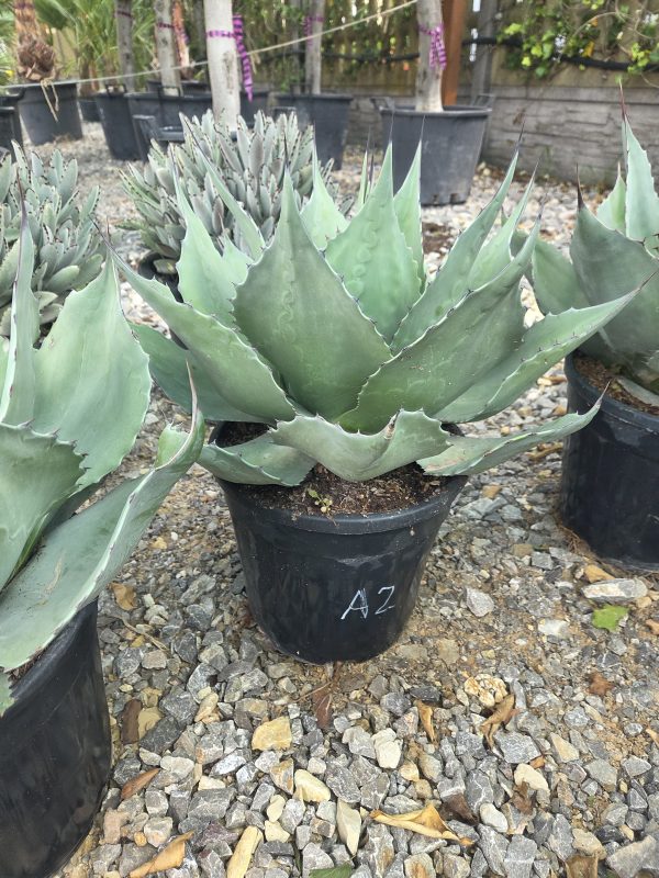 Agave ovatifolia - Agawa owalnolistna | Wys. ok. 50–55 cm - obrazek 2