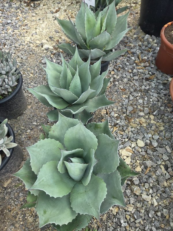 Agave ovatifolia - Agawa owalnolistna | Wys. ok. 50–55 cm - obrazek 3