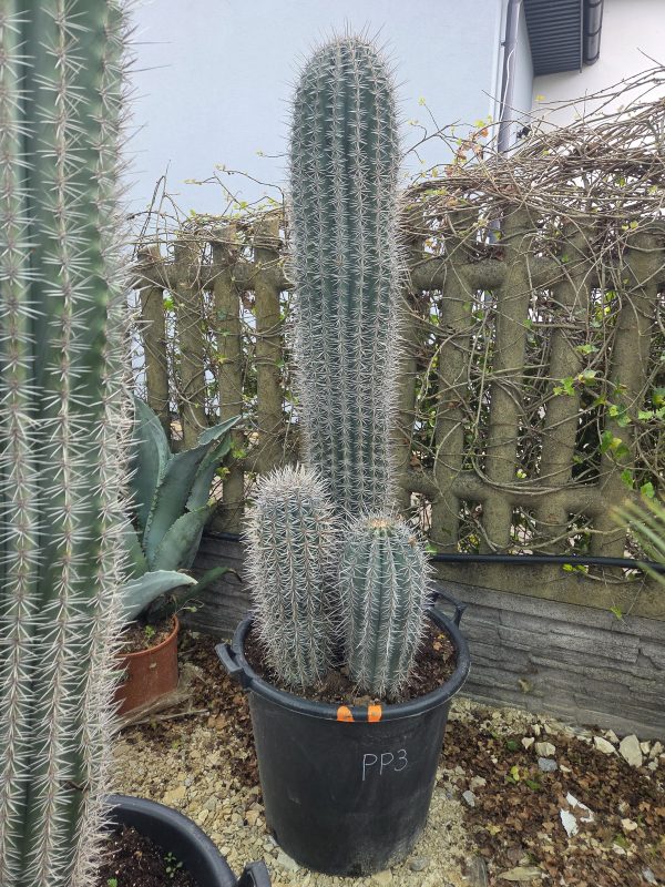 Pachycereus pringlei - Kaktus olbrzymi 170 cm.