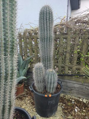 Pachycereus pringlei - Kaktus olbrzymi 170 cm.