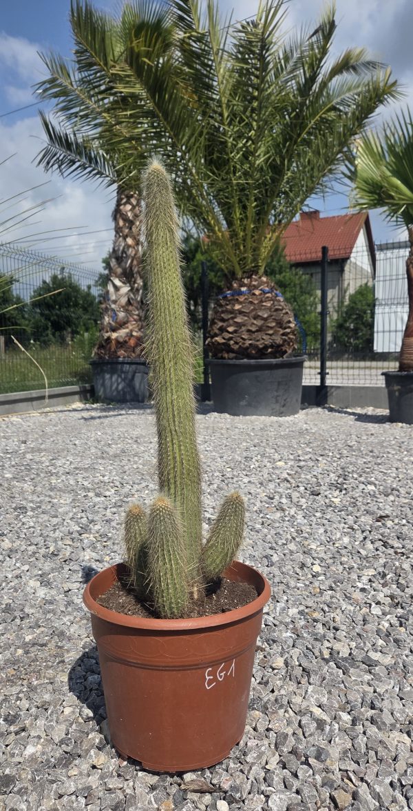 Espostoa guentheri 90 cm | Oryginalny Kaktus Kolumnowy - obrazek 2