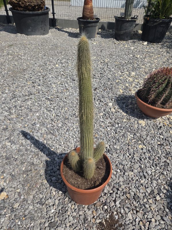 Espostoa guentheri 90 cm | Oryginalny Kaktus Kolumnowy - obrazek 3