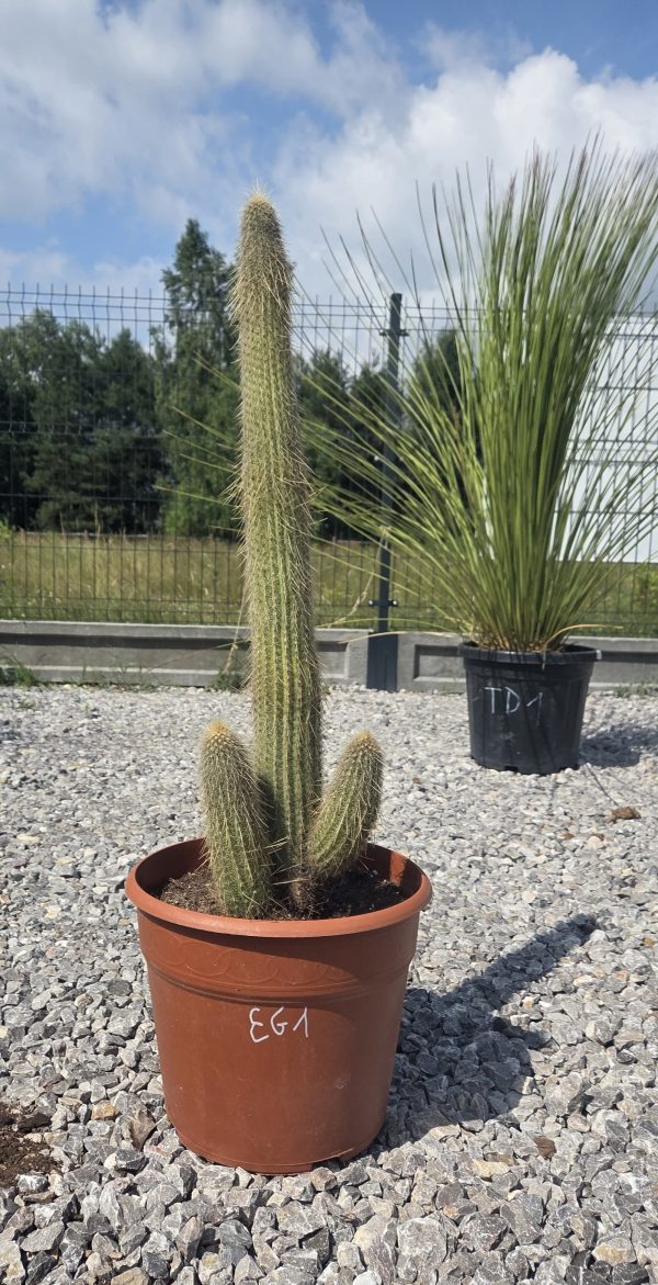 Espostoa guentheri 90 cm | Oryginalny Kaktus Kolumnowy