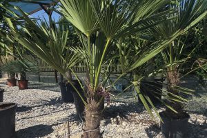 Trachycarpus fortunei - Szorstkowiec Fortunego 150 - 170 cm