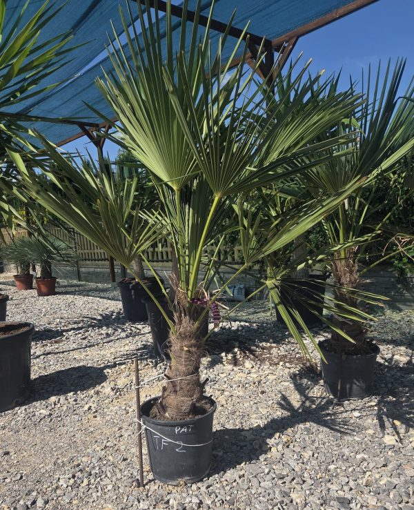 Trachycarpus fortunei - Szorstkowiec Fortunego 150 - 170 cm