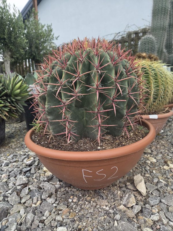 Ferocactus stainesii - Kaktus ognisty | Wys. ok. 50 cm - obrazek 4