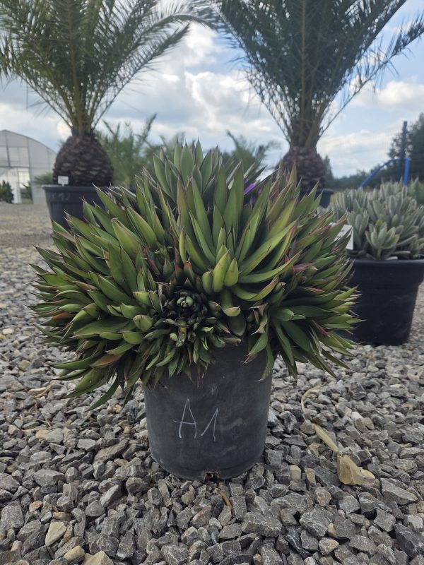 Agave 'Red Edge' - Agawa z czerwonym obrzeżem | Wys. ok. 50–55 cm - obrazek 3