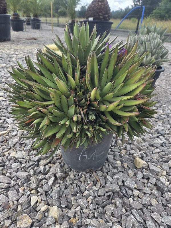 Agave 'Red Edge' - Agawa z czerwonym obrzeżem | Wys. ok. 50–55 cm - obrazek 2