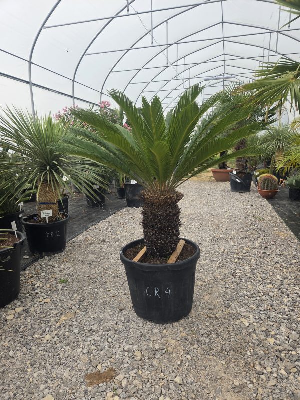Cycas revoluta – sagowiec odwinięty 140 cm - obrazek 5