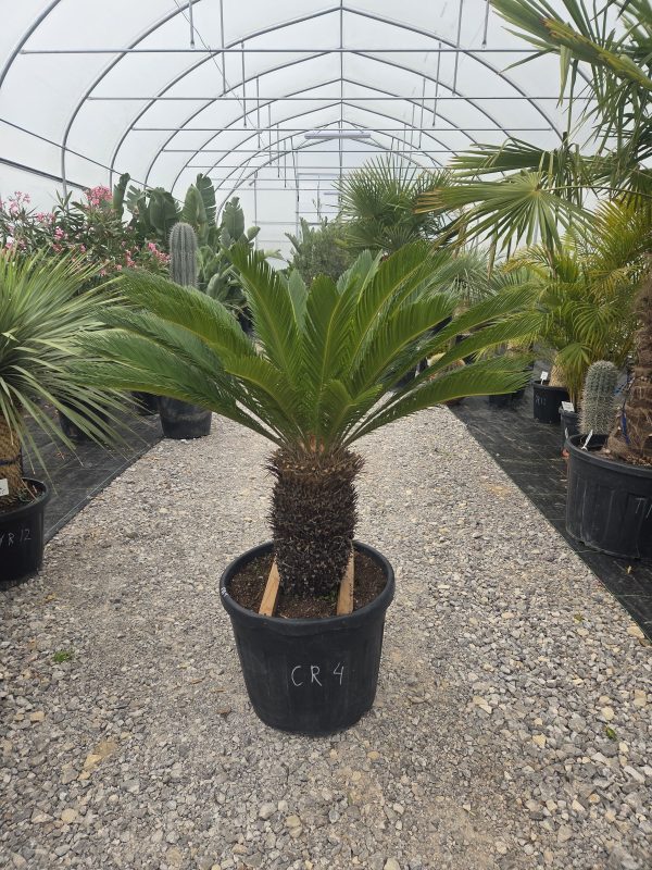 Cycas revoluta – sagowiec odwinięty 140 cm - obrazek 4