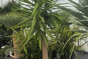 Yucca elephantipes - Juka gwatemalska | Wys. ok. 210–220 cm