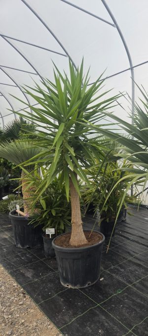 Yucca elephantipes - Juka gwatemalska | Wys. ok. 210–220 cm