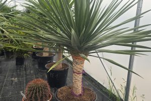 Dracaena draco - Smocze drzewo | Wys. ok. 180–190 cm
