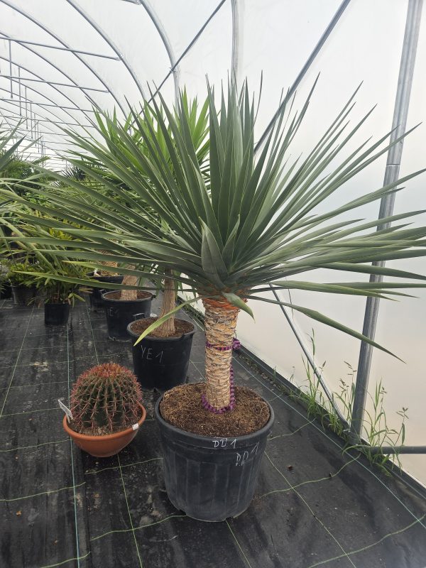 Dracaena draco - Smocze drzewo | Wys. ok. 180–190 cm