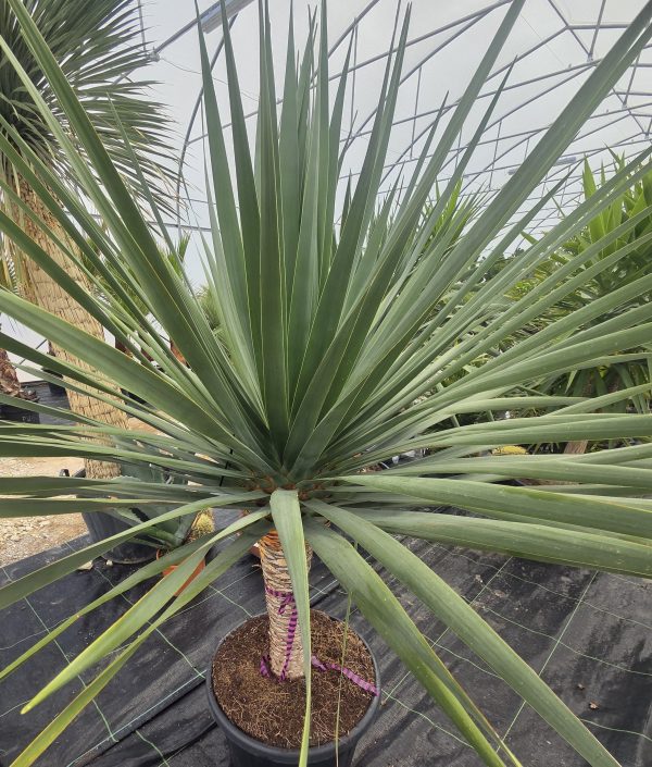 Dracaena draco - Smocze drzewo | Wys. ok. 180–190 cm - obrazek 4